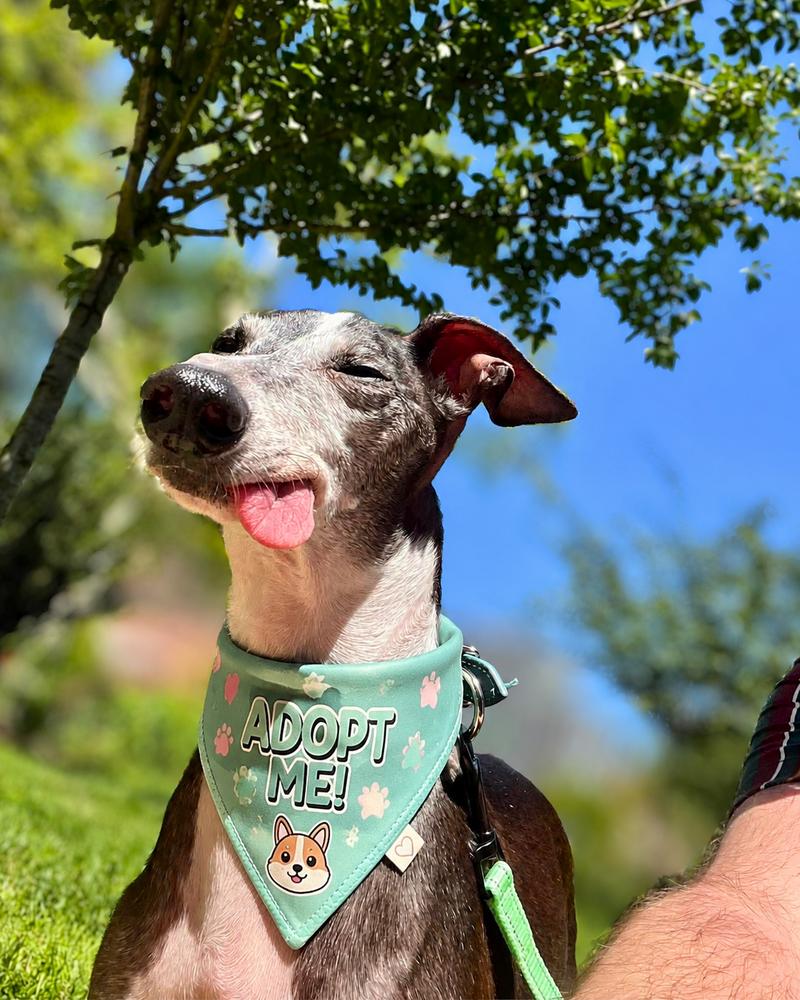Golden Earring, Adoptable, Senior Male Italian Greyhound.