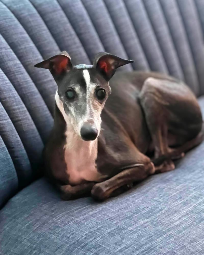 Golden Earring, a Adoptable Italian Greyhound in Philadelphia, PA image 6/6