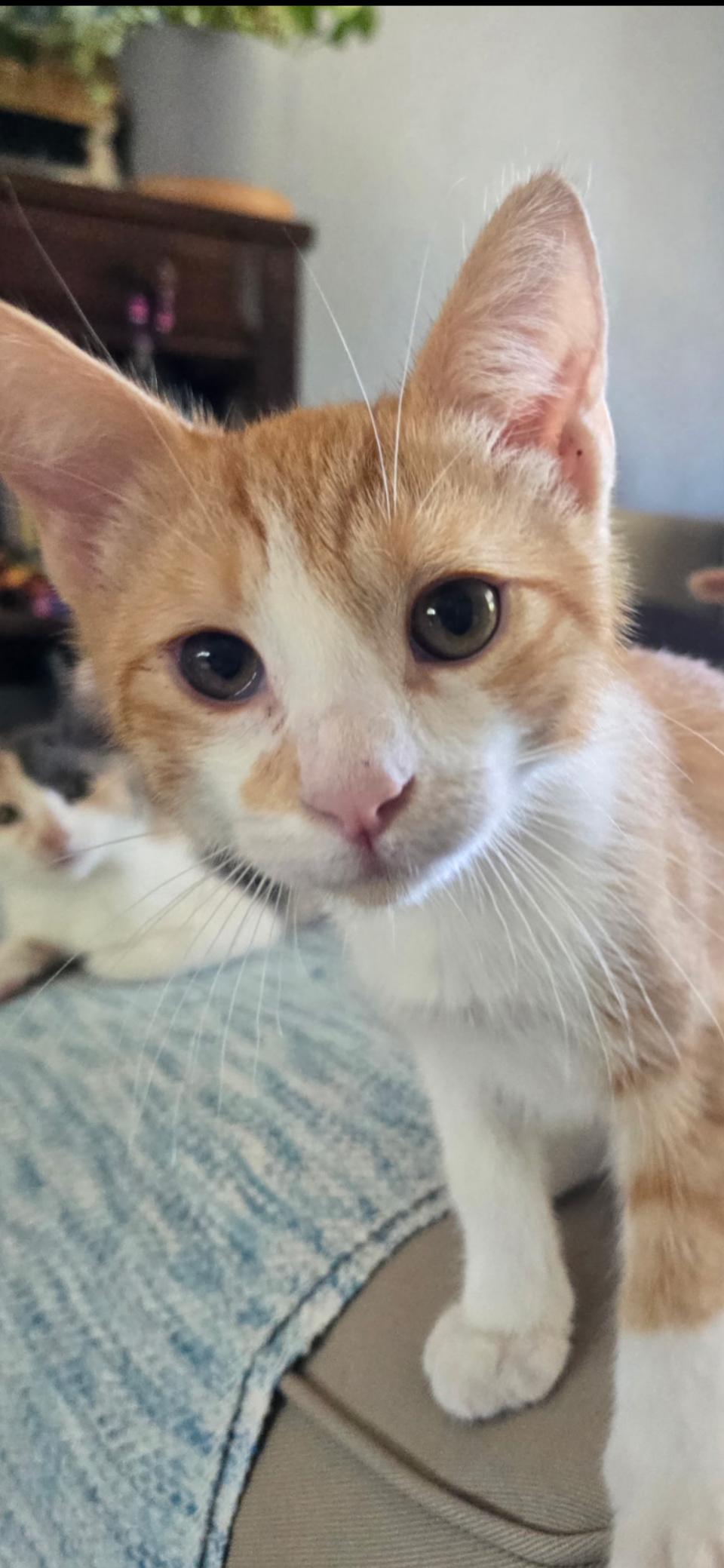 Enlarge Biscuit, a Adoptable Domestic Short Hair in Scottsdale, AZ image 1/1