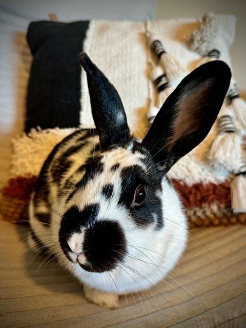 Milkshake, a ADOPTABLE English Spot in Salt Lake City, UT image 5/5