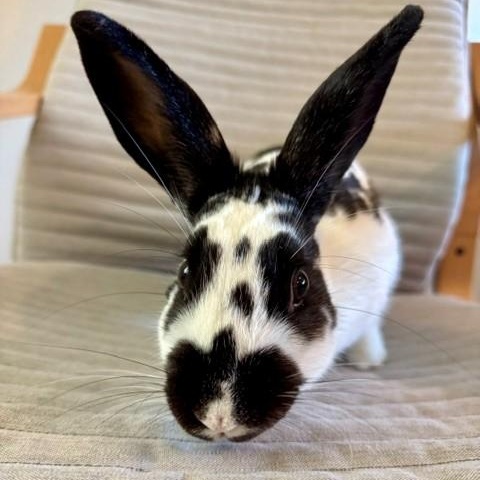 Milkshake, a ADOPTABLE English Spot in Salt Lake City, UT image 2/5