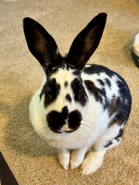 Milkshake, a ADOPTABLE English Spot in Salt Lake City, UT image 3/5