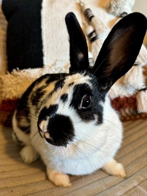 Milkshake, a ADOPTABLE English Spot in Salt Lake City, UT image 1/5