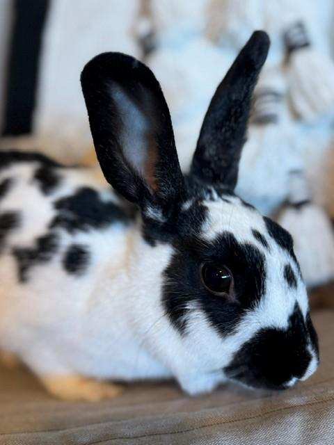 Milkshake, a ADOPTABLE English Spot in Salt Lake City, UT image 4/5