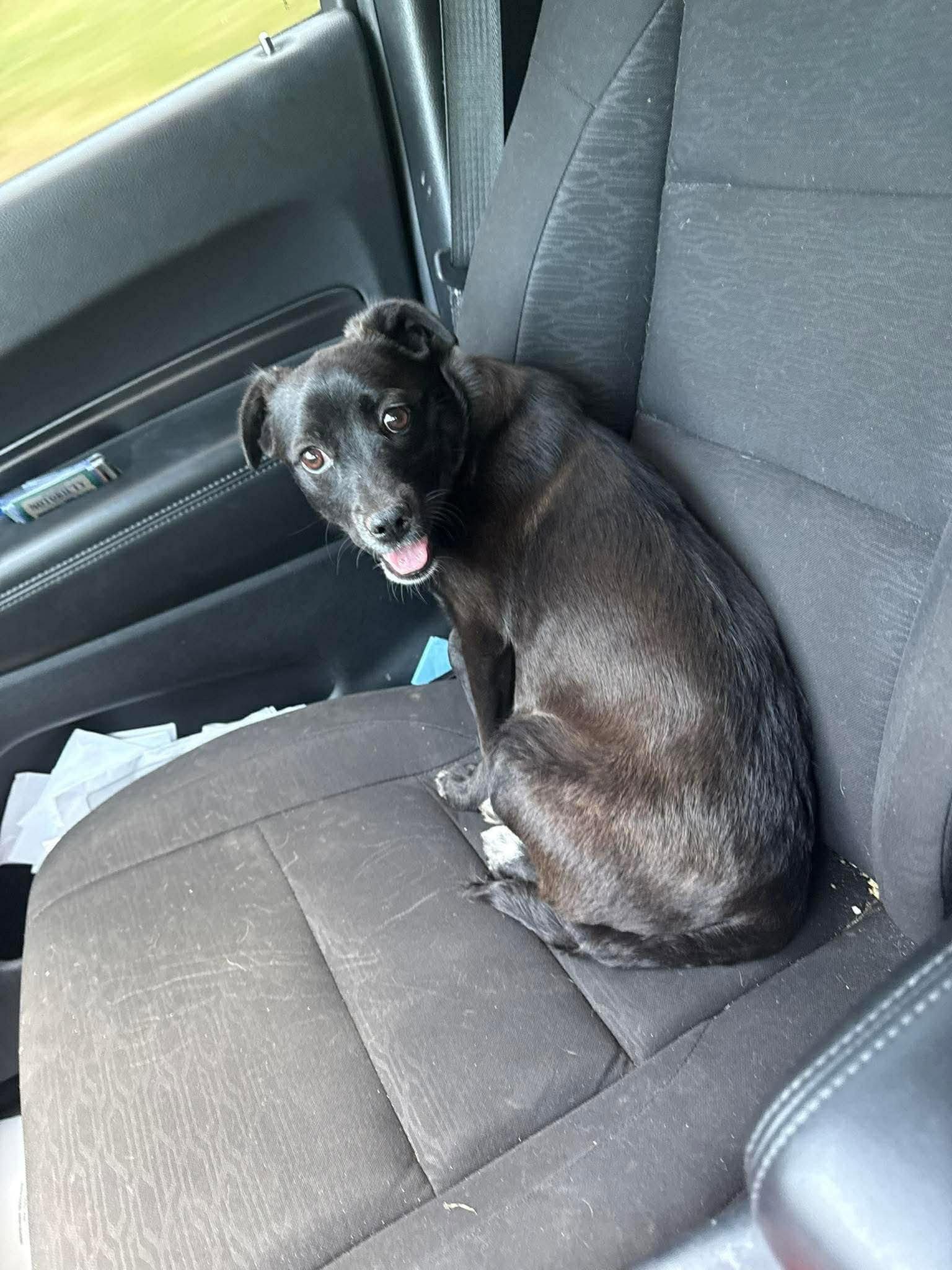 Enlarge Shadow (6mo, 15lbs), a Adopted Chihuahua in Hinton, WV image 1/3