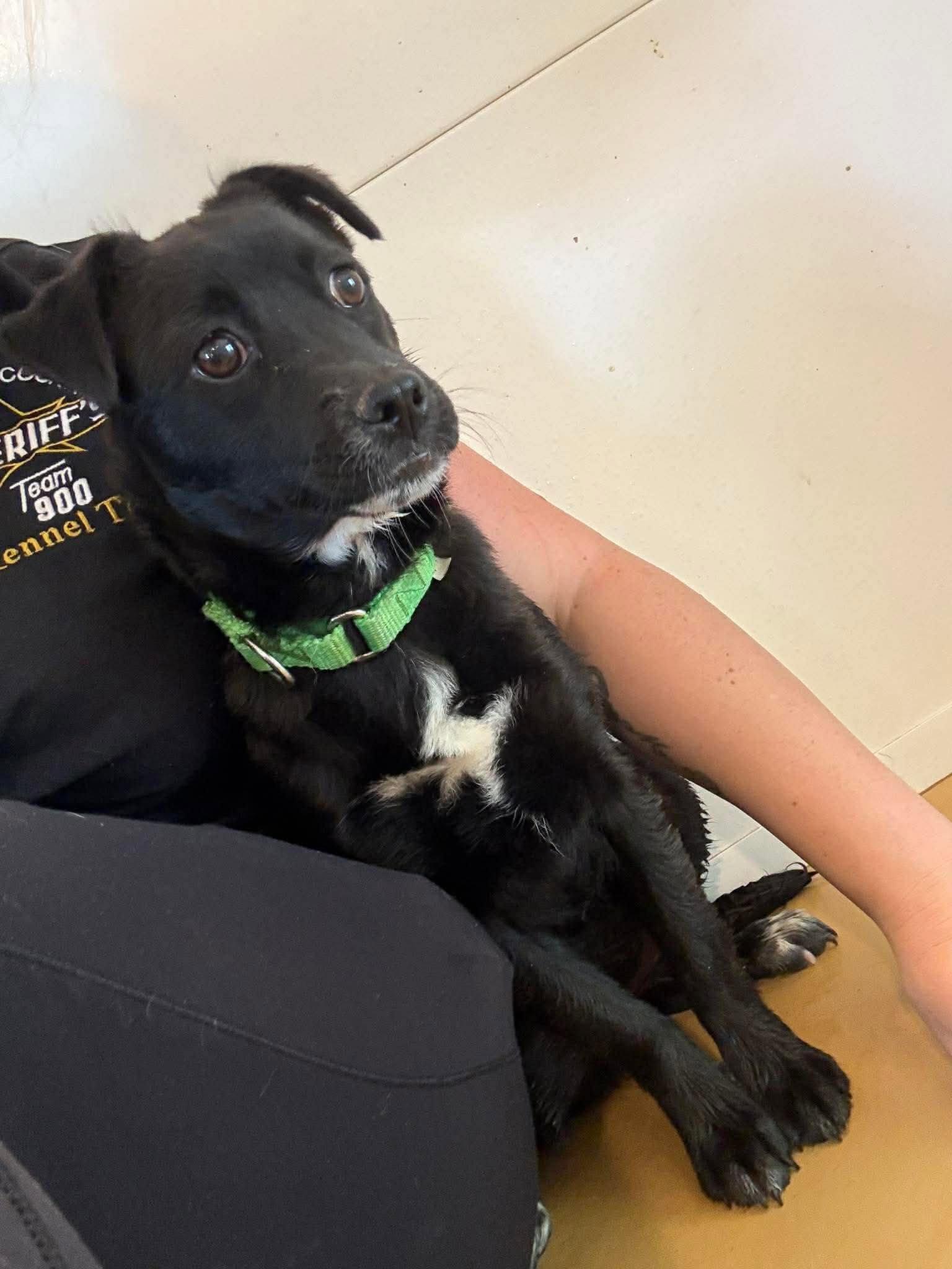 Enlarge Shadow (6mo, 15lbs), a Adopted Chihuahua in Hinton, WV image 2/3
