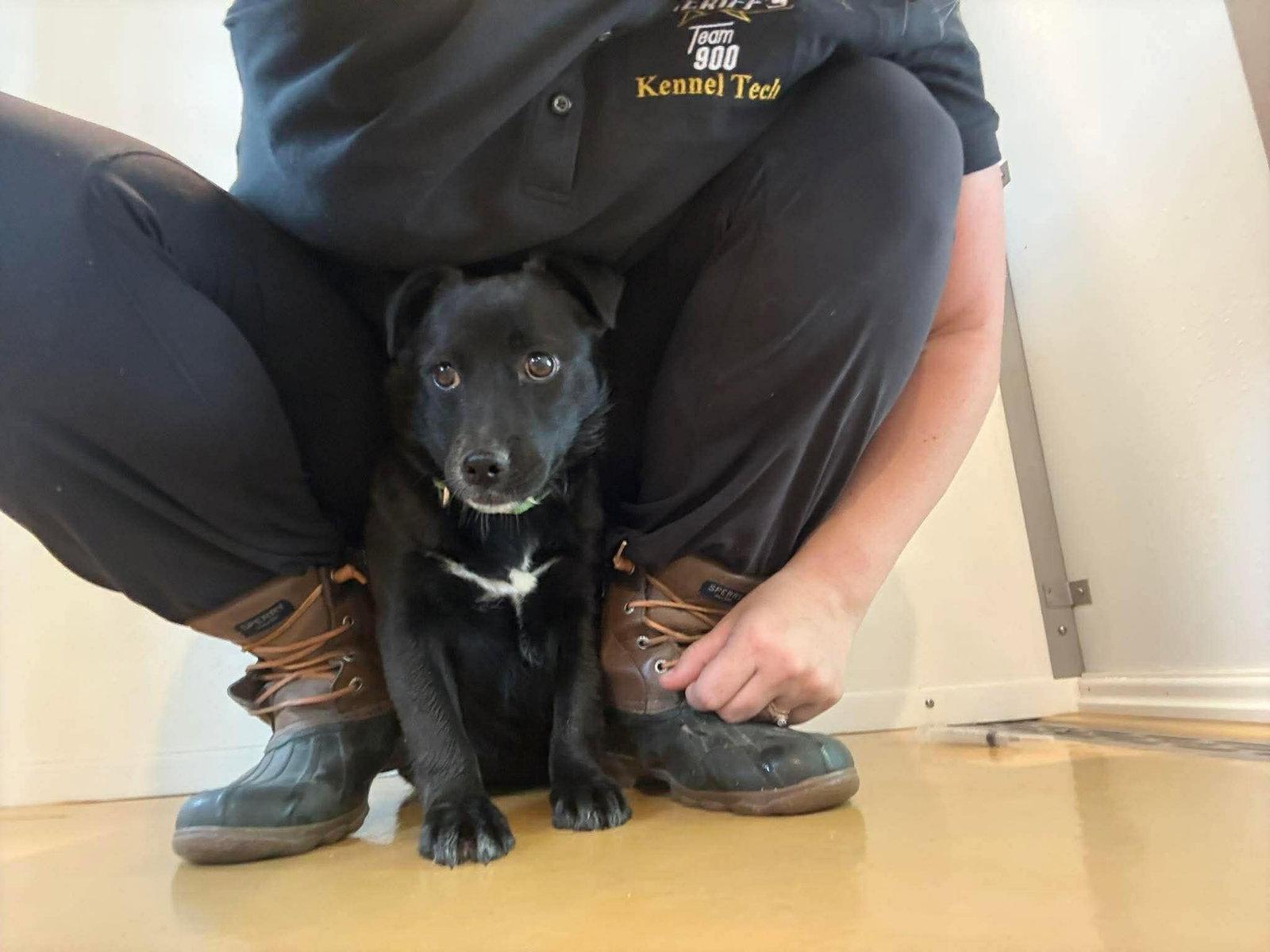Enlarge Shadow (6mo, 15lbs), a Adopted Chihuahua in Hinton, WV image 3/3