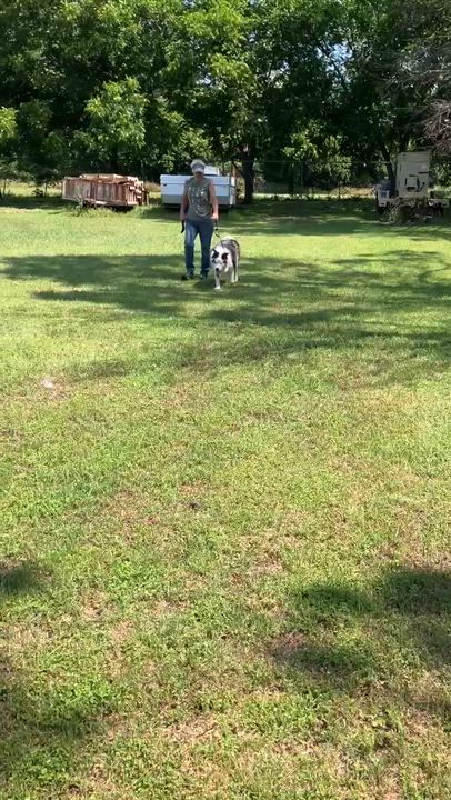 Enlarge Hank-Walking Ottoman, a Adoptable mixed breed in Waco, TX video 6/6