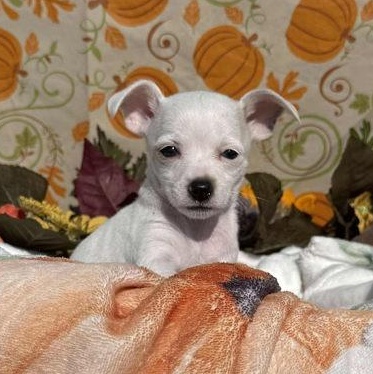 Pie, adopted, Puppy Female Chihuahua.