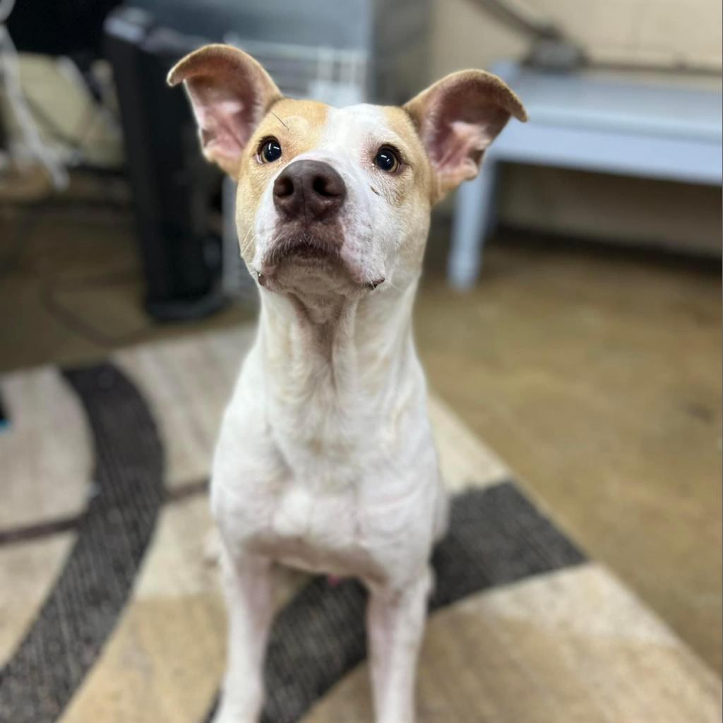 Miles, Adoptable, Adult Male Pit Bull Terrier.