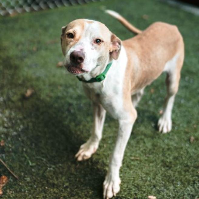 Enlarge Miles, a Adoptable Pit Bull Terrier in Hartsville , TN image 2/6