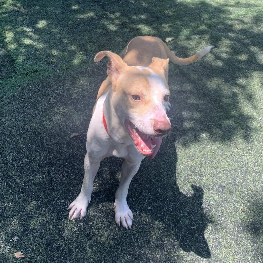 Enlarge Miles, a Adoptable Pit Bull Terrier in Hartsville , TN image 4/6