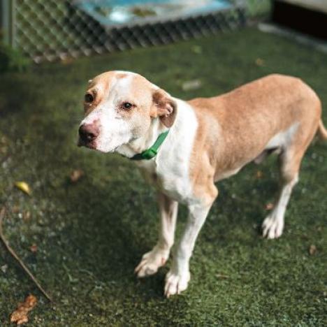 Enlarge Miles, a Adoptable Pit Bull Terrier in Hartsville , TN image 5/6