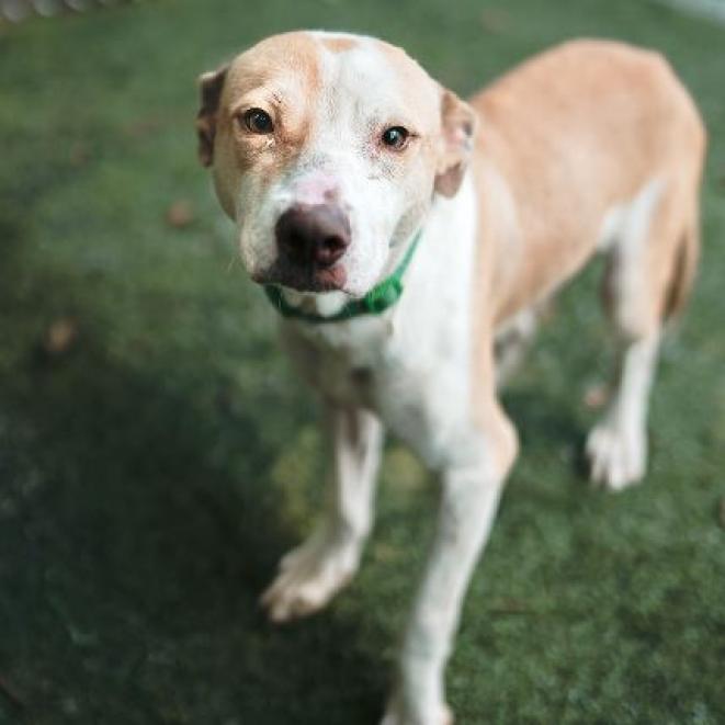 Enlarge Miles, a Adoptable Pit Bull Terrier in Hartsville , TN image 6/6