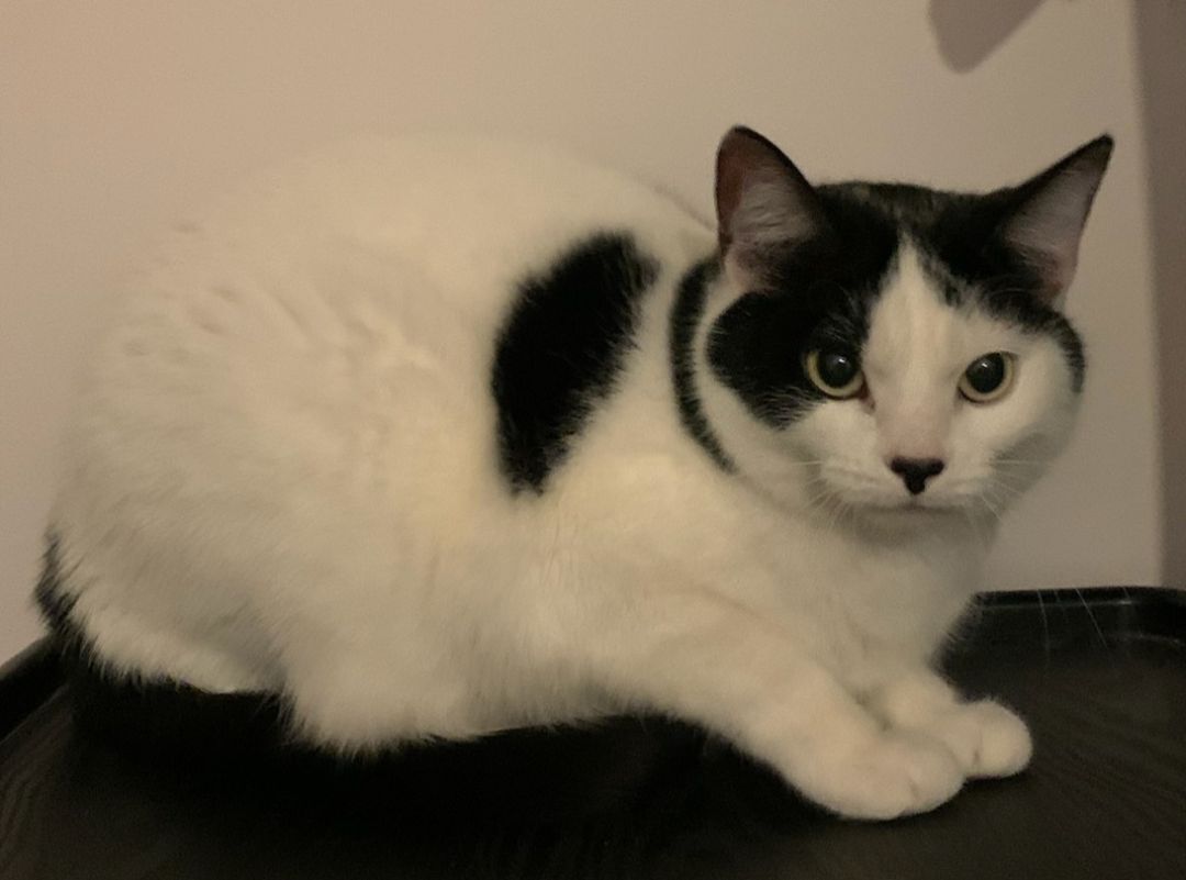 Enlarge Aspen, a Adoptable mixed breed in Rochester Hills, MI image 2/6