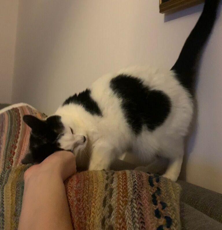 Enlarge Aspen, a Adoptable mixed breed in Rochester Hills, MI image 3/6