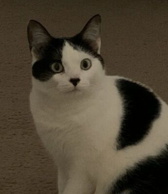 Enlarge Aspen, a Adoptable mixed breed in Rochester Hills, MI image 4/6