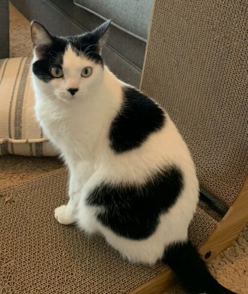 Aspen, Adoptable, Adult Female Domestic Short Hair.