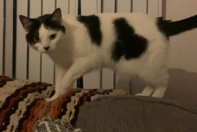 Enlarge Aspen, a Adoptable mixed breed in Rochester Hills, MI image 5/6