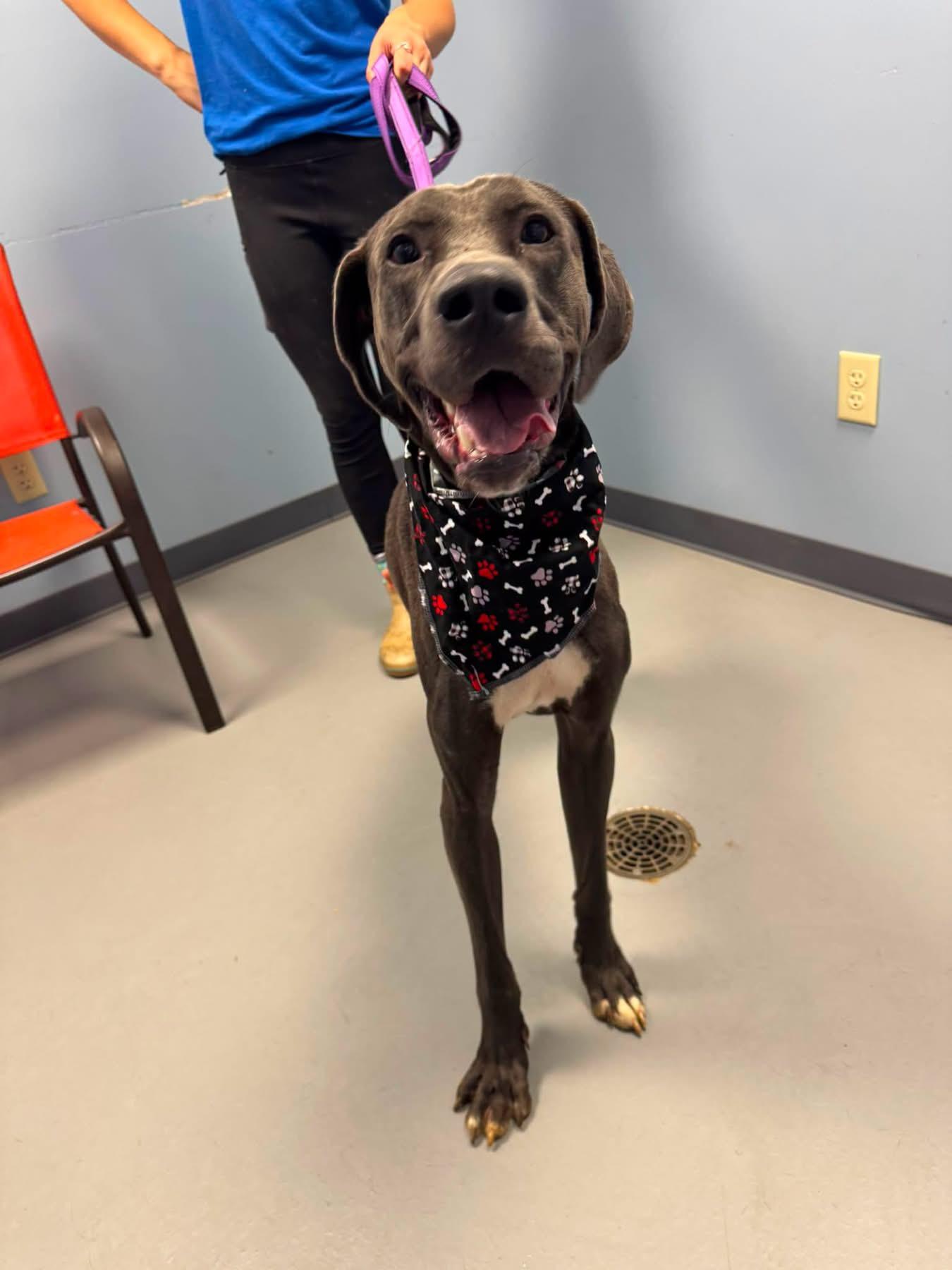 Enlarge Stretch, a Adoptable mixed breed in Zanesville, OH image 1/4