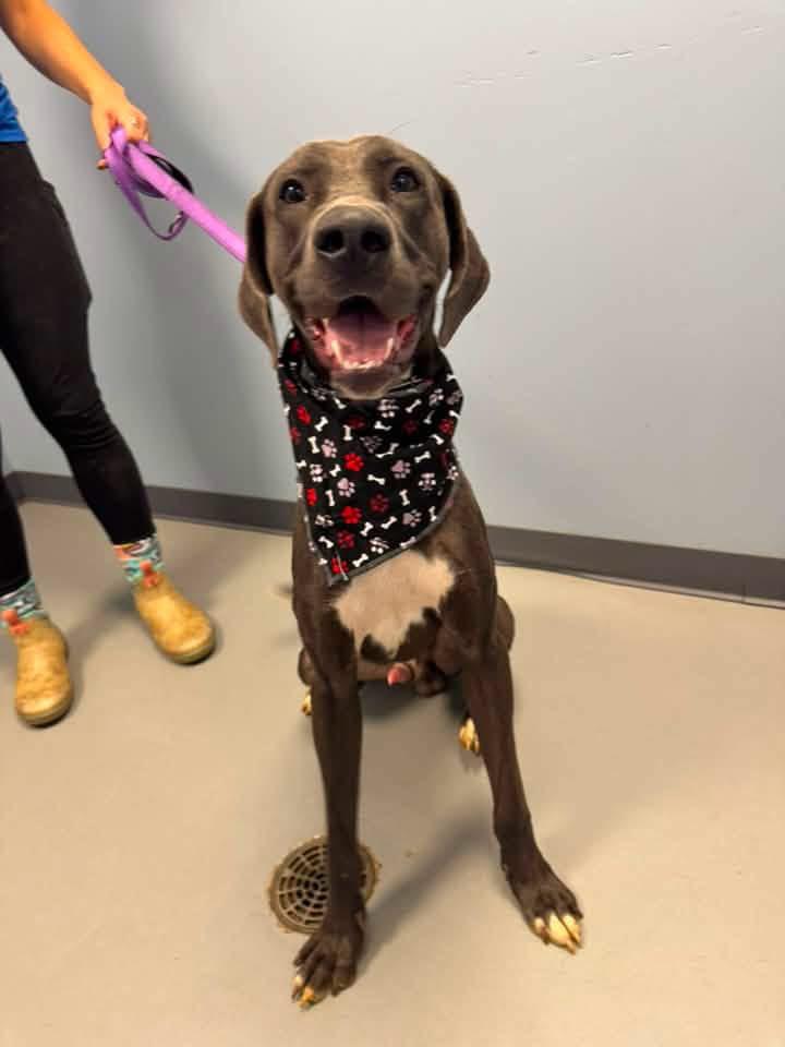 Enlarge Stretch, a Adoptable mixed breed in Zanesville, OH image 4/4