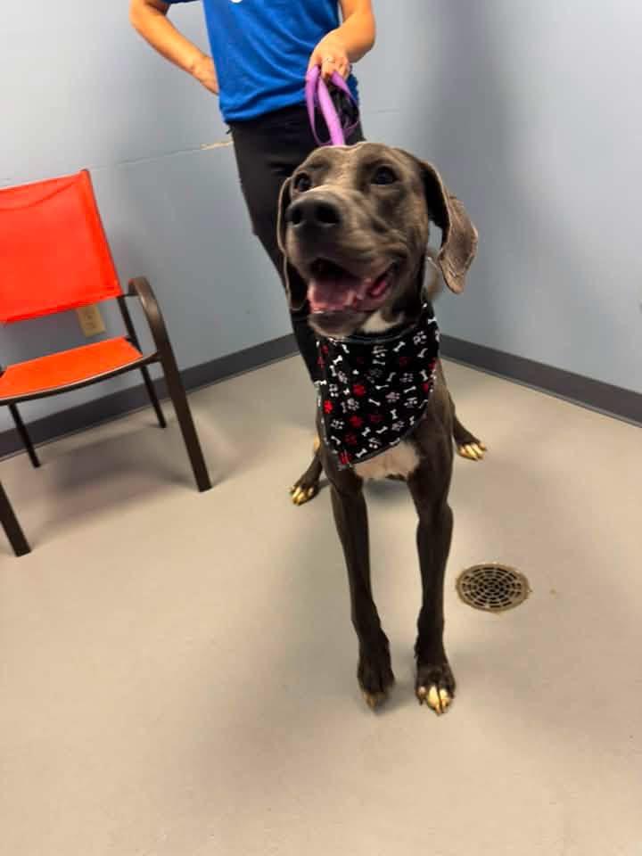 Enlarge Stretch, a Adoptable mixed breed in Zanesville, OH image 2/4
