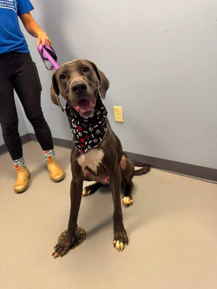 Enlarge Stretch, a Adoptable mixed breed in Zanesville, OH image 3/4