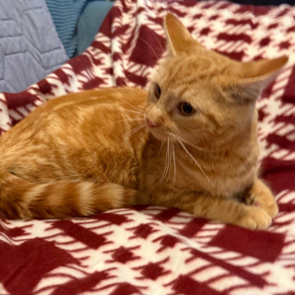 Lipton, a Adoptable Domestic Short Hair in Tustin, CA image 2/4