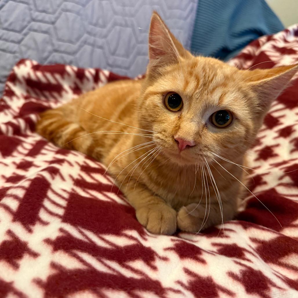 Lipton, a Adoptable Domestic Short Hair in Tustin, CA image 4/4