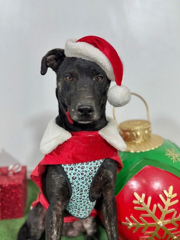Gary-One of our Amazing Rescue Dogs photo