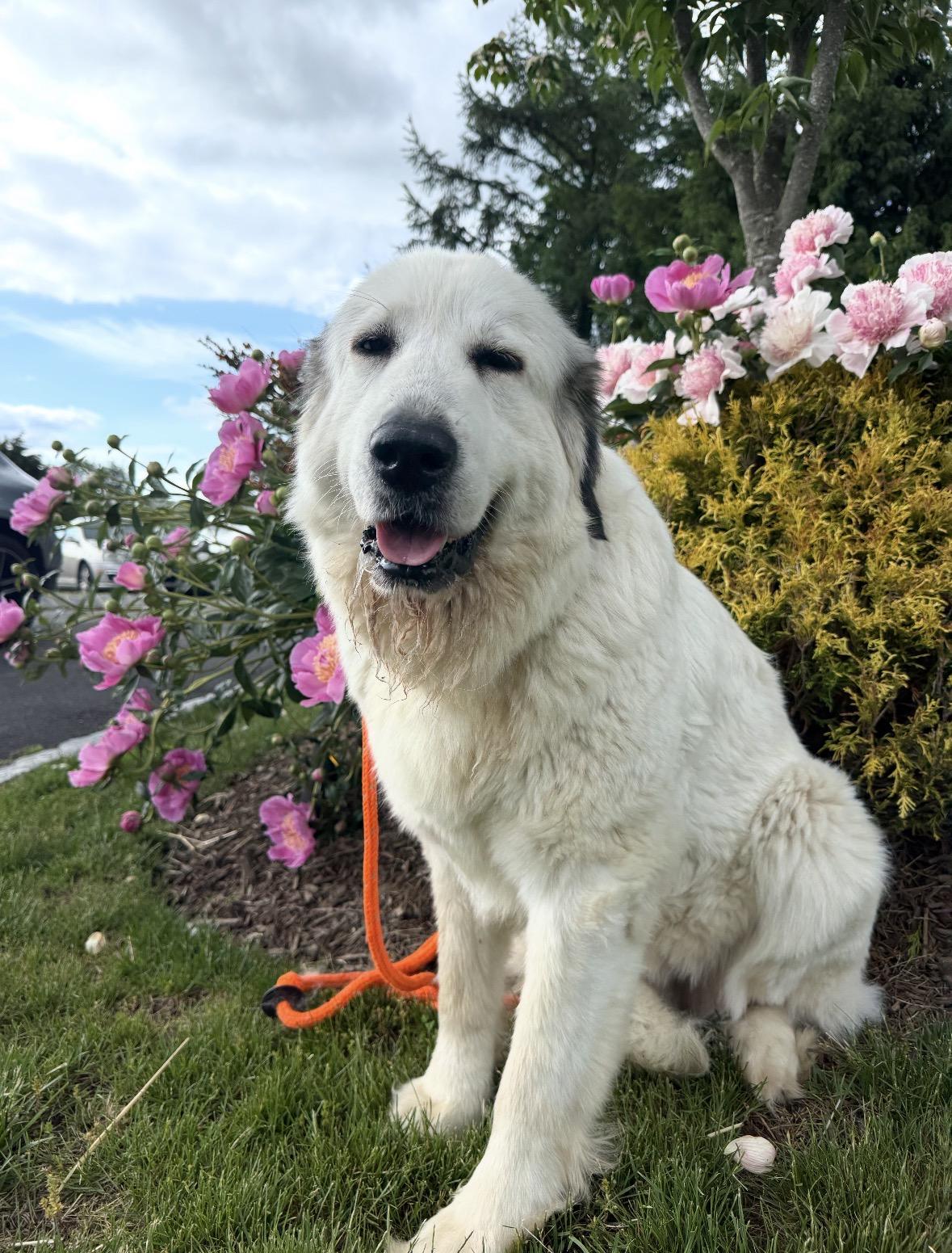 Merlot, an adopted Great Pyrenees in Mendham, NJ image 1/3