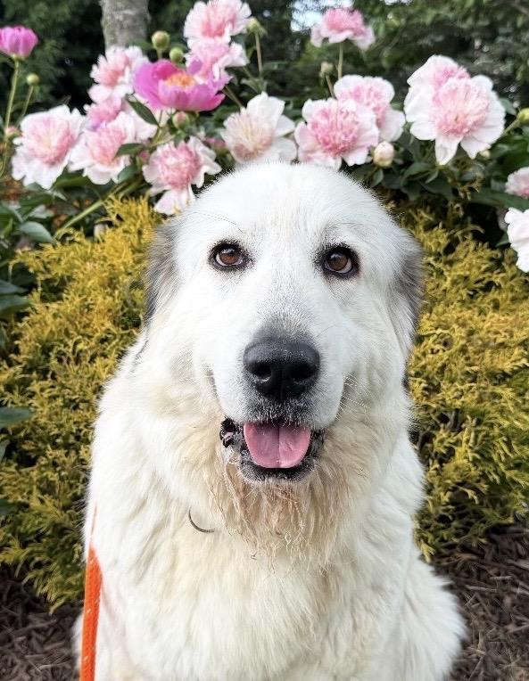 Merlot, an adopted Great Pyrenees in Mendham, NJ image 2/3