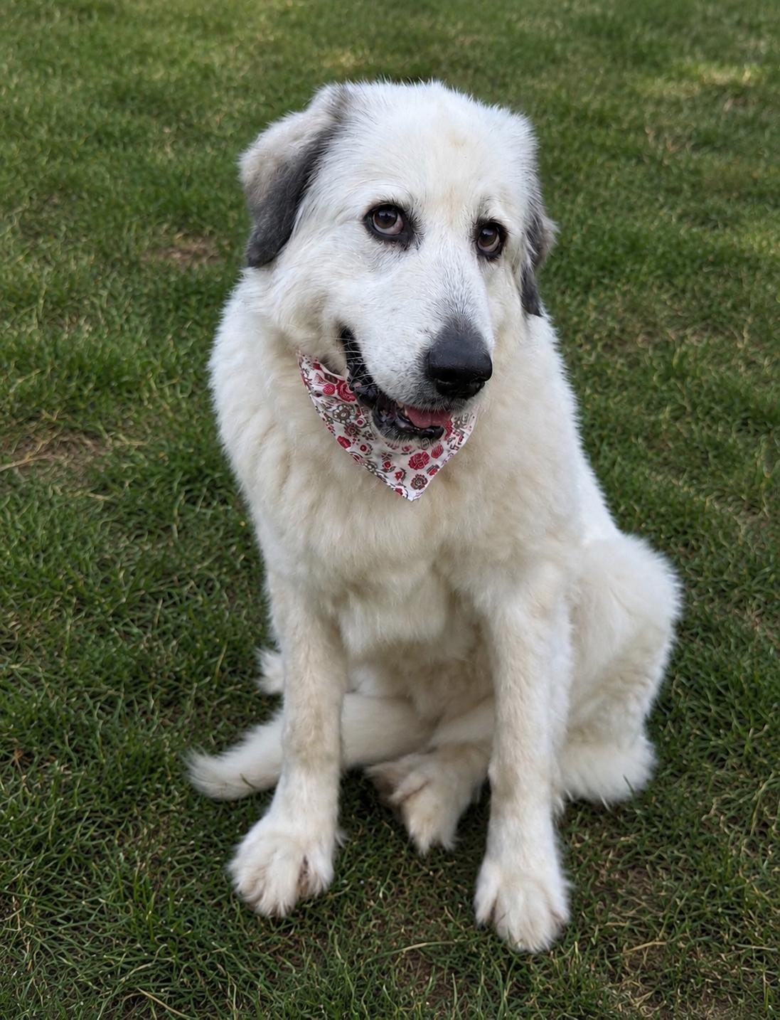 Merlot, an adopted Great Pyrenees in Mendham, NJ image 3/3