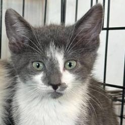 Enlarge Astro, a ADOPTABLE American Shorthair in Agua Dulce, CA image 1/1