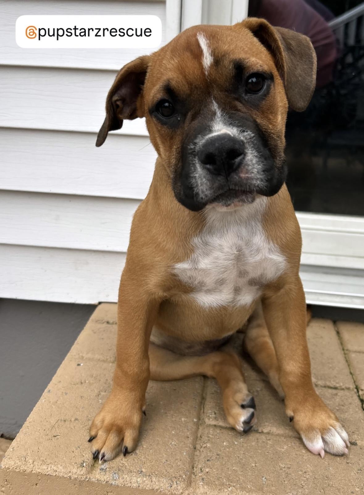 Cara Mia Boxer Dog