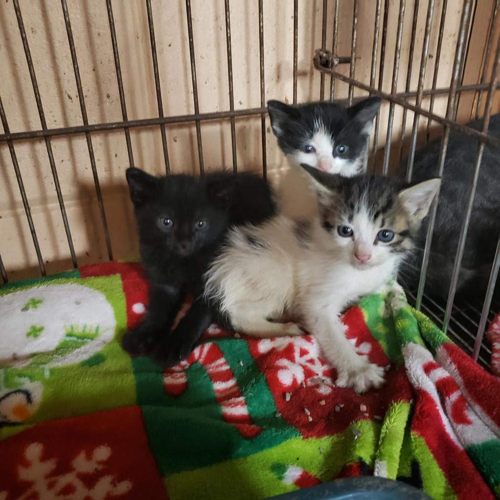 Enlarge Jimi, a Adoptable mixed breed in Gautier, MS image 1/1