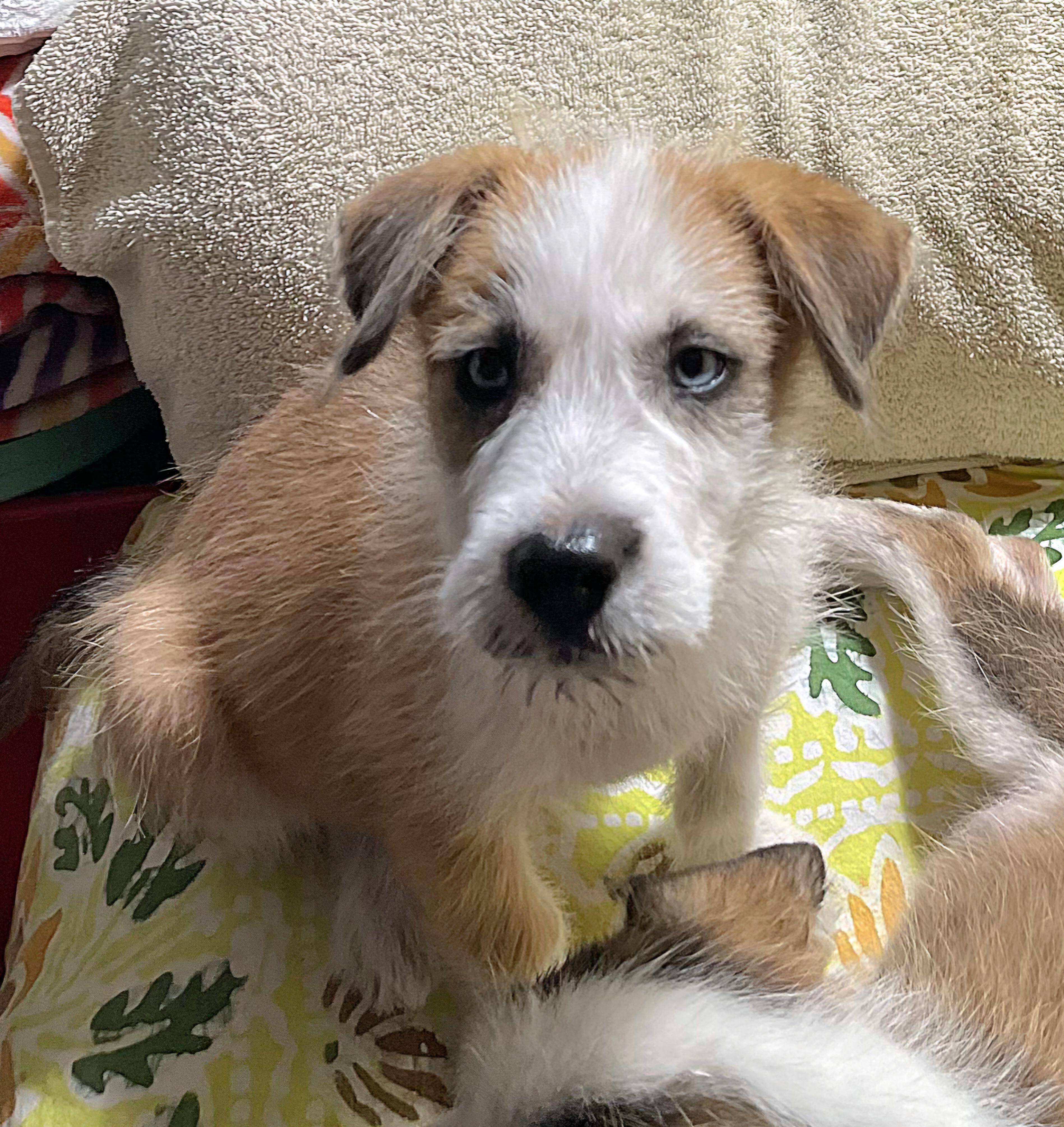 Enlarge Snoopy-OH THOSE EYES!!, an adoptable mixed breed in Albany, NY image 2/6