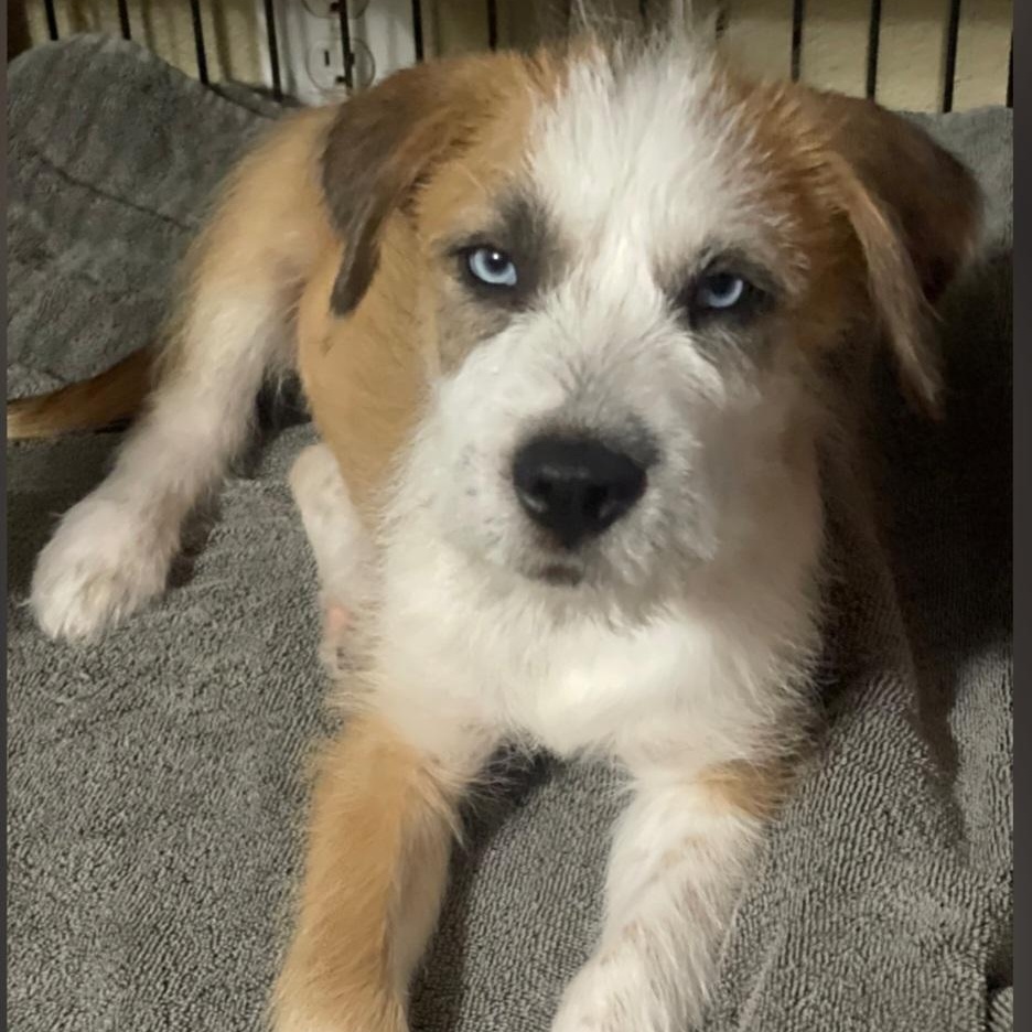 Enlarge Snoopy-OH THOSE EYES!!, an adoptable mixed breed in Albany, NY image 5/6