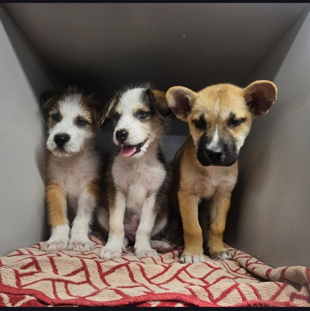 Enlarge Snoopy-OH THOSE EYES!!, an adoptable mixed breed in Albany, NY image 6/6