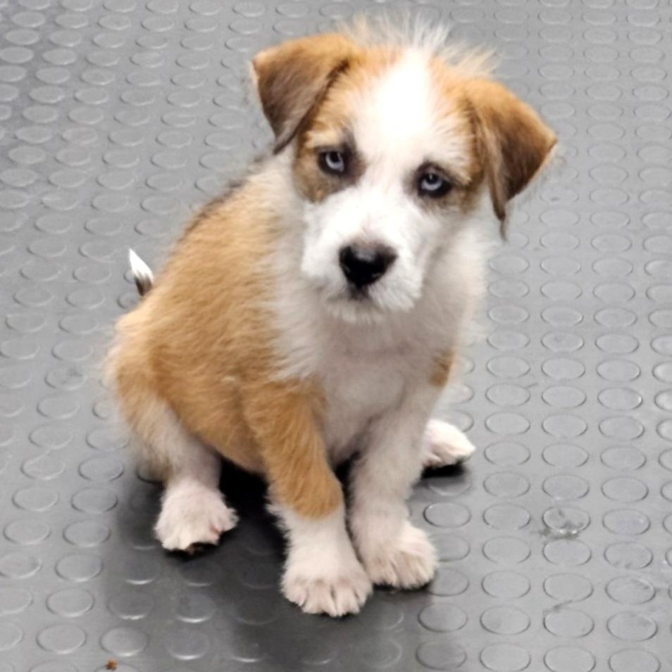 Enlarge Snoopy-OH THOSE EYES!!, an adoptable mixed breed in Albany, NY image 3/6