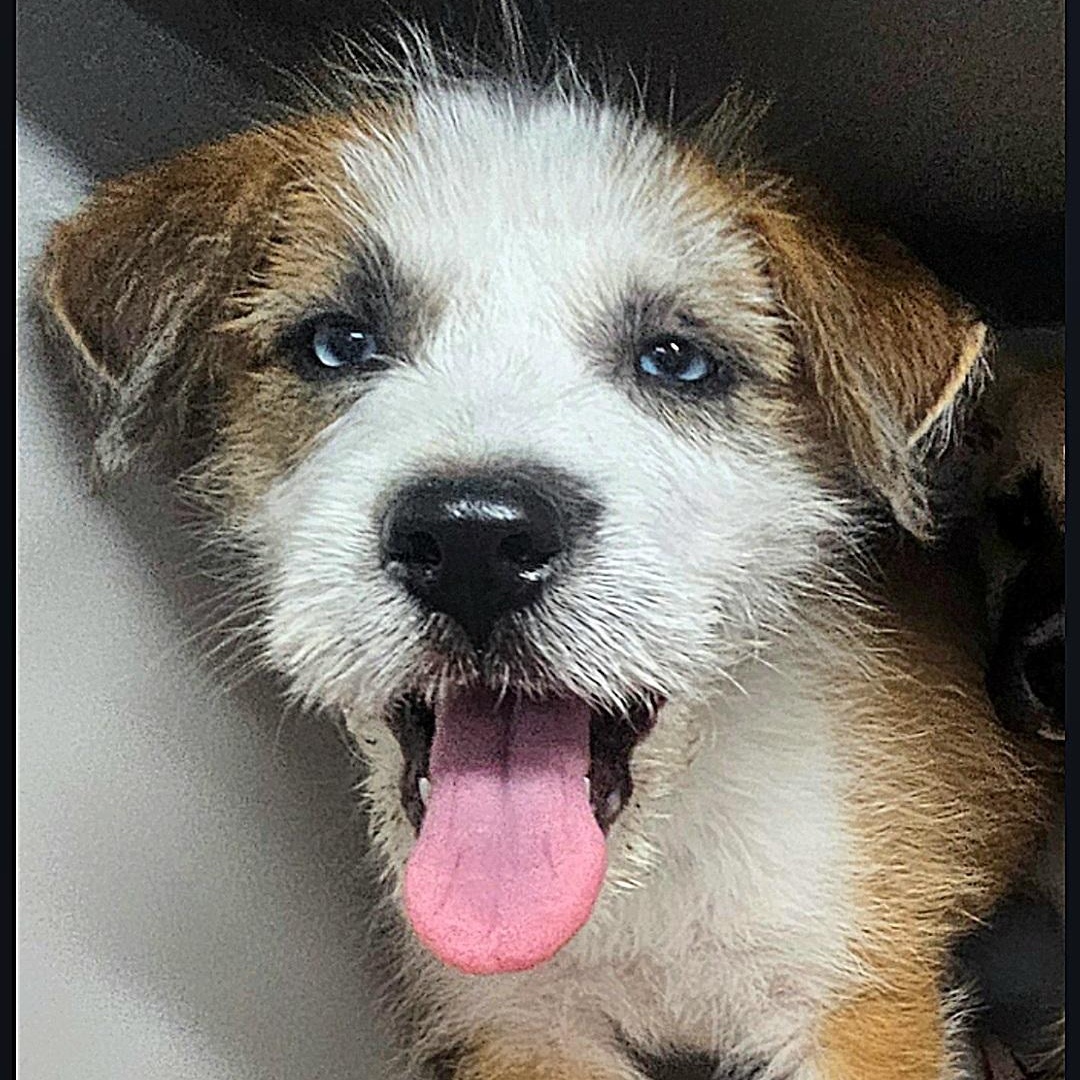 Snoopy-OH THOSE EYES!!, adoptable, Puppy Male Wirehaired Terrier & Mixed Breed.