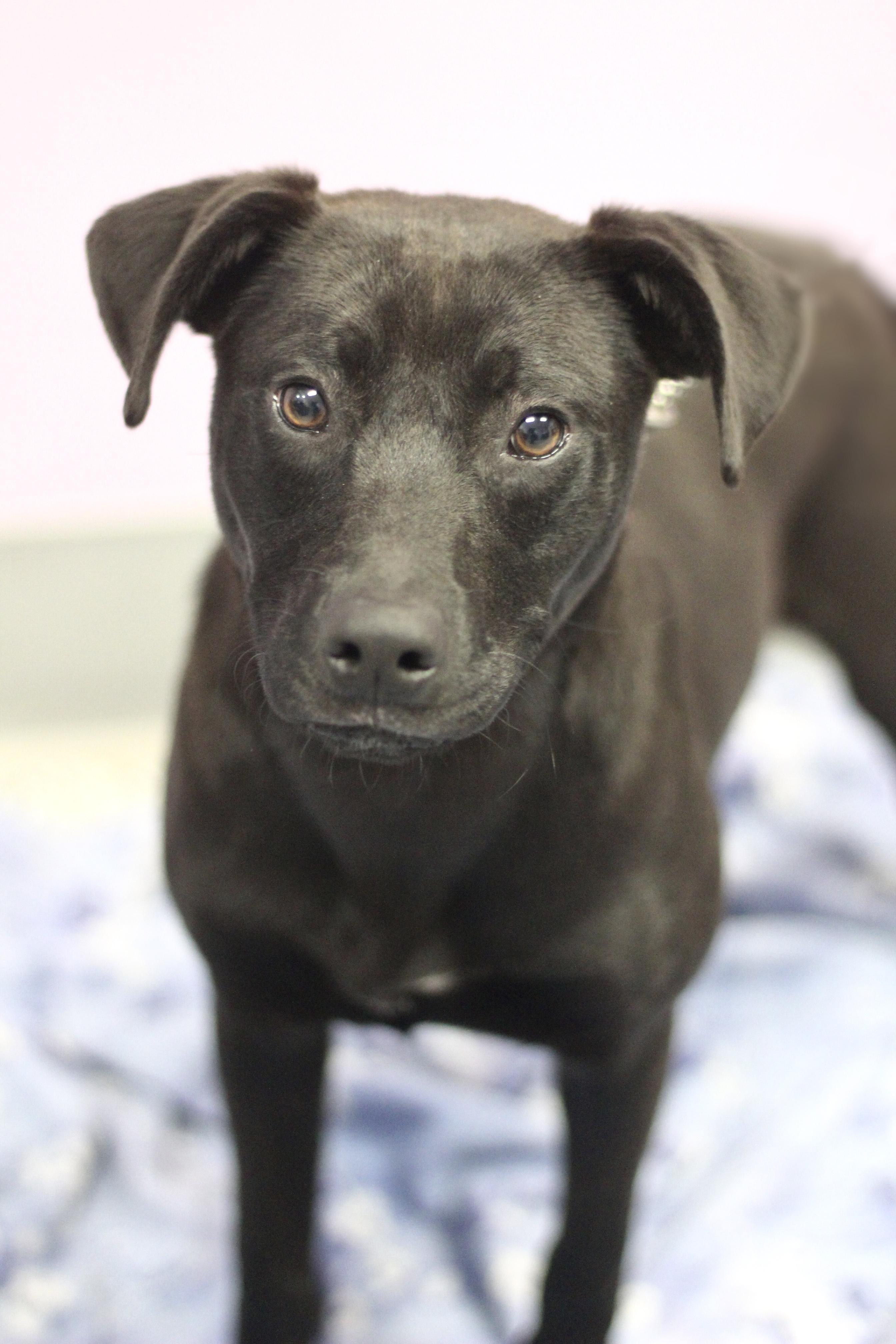 Gladys in NH! Come Meet our Adoptable Dogs Wednesday-Saturday. More info in Bio!, ADOPTABLE, Puppy Female Black Labrador Retriever.