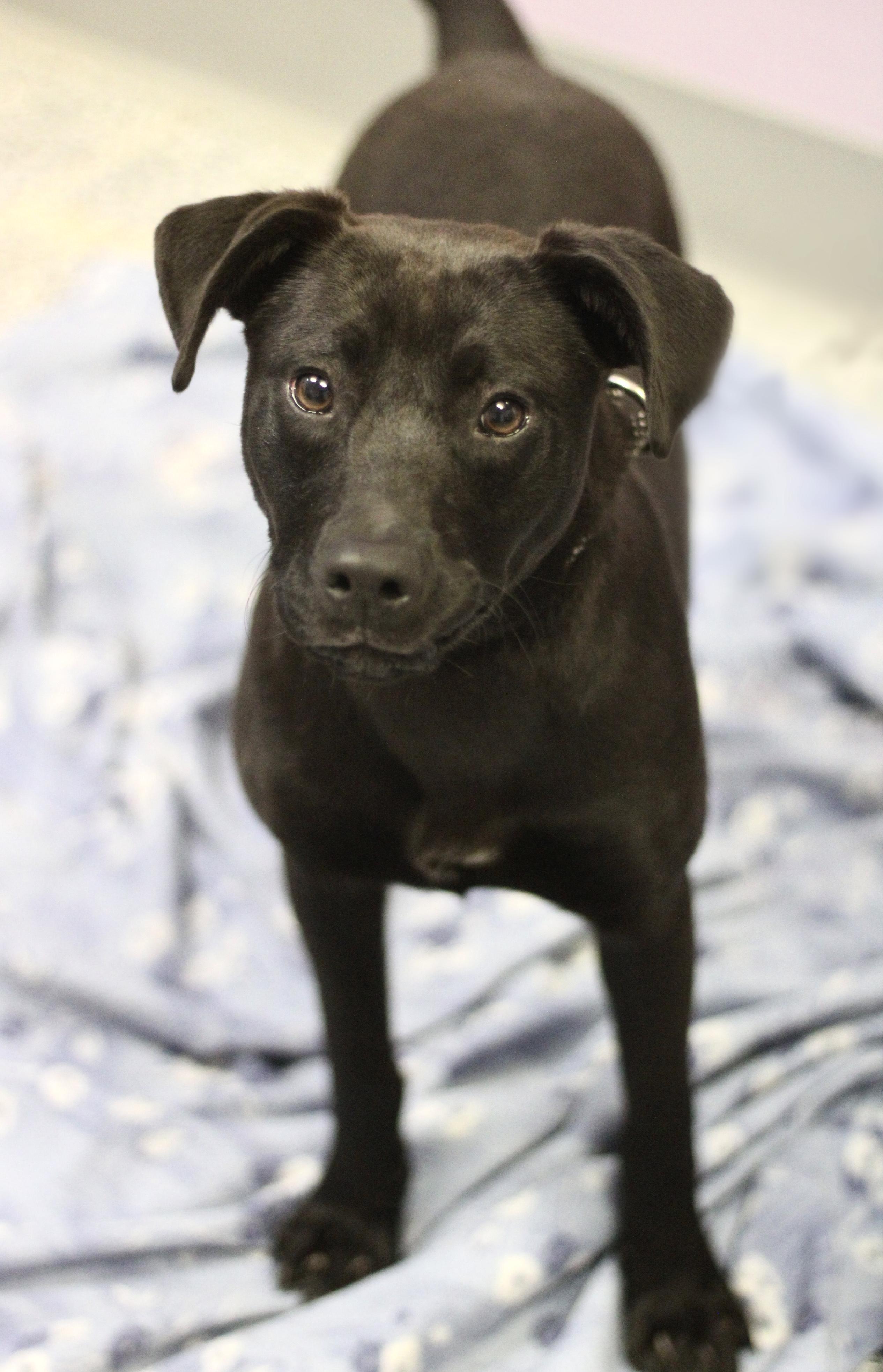 Gladys in NH! Come Meet our Adoptable Dogs Wednesday-Saturday. More info in Bio!, a ADOPTABLE mixed breed in Manchester, NH image 2/2