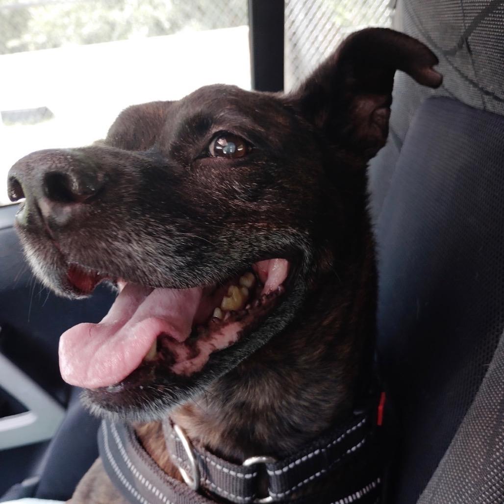 Noah/Archer 28187, Adoptable, Senior Male Mixed Breed.