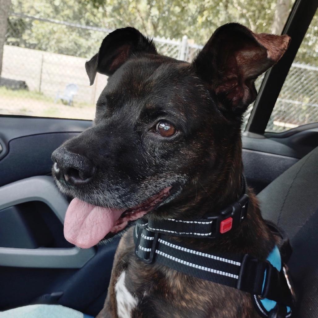 Noah/Archer 28187, a Adoptable Mixed Breed in Middleburg, FL image 2/6