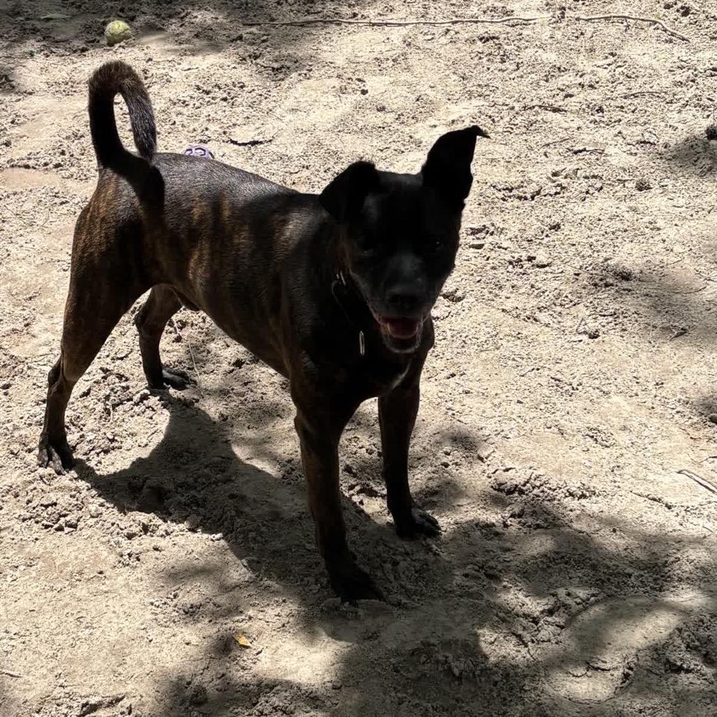 Noah/Archer 28187, Adoptable, Senior Male Mixed Breed.