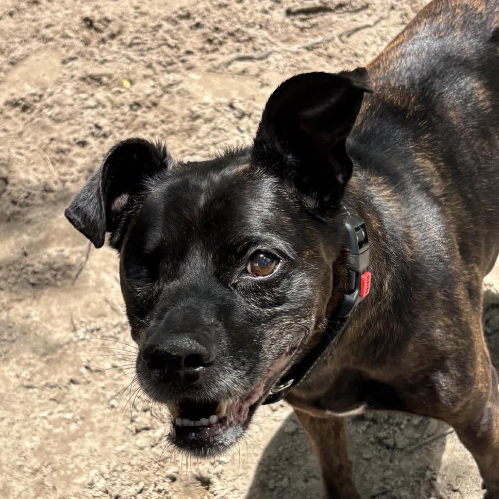 Enlarge Noah/Archer 28187, a Adoptable Mixed Breed in Middleburg, FL image 3/4