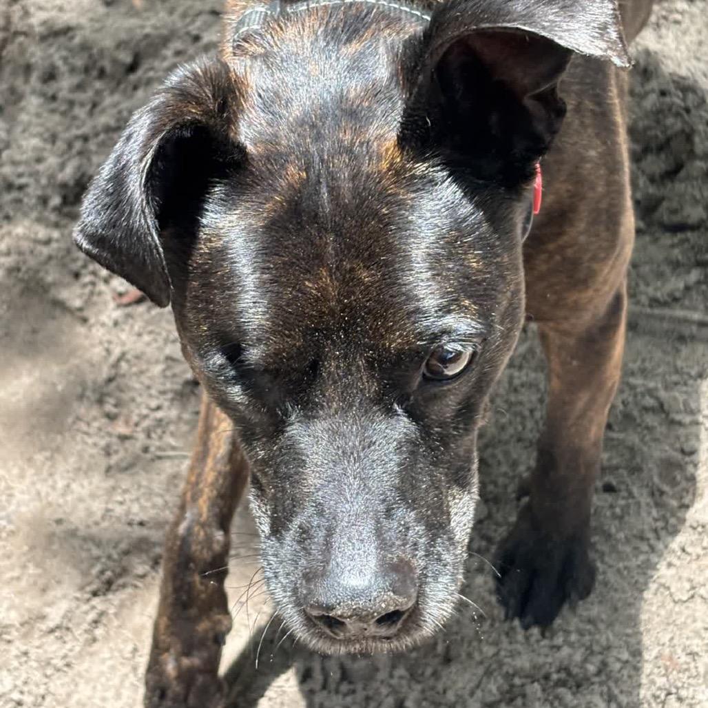 Enlarge Noah/Archer 28187, a Adoptable Mixed Breed in Middleburg, FL image 4/4