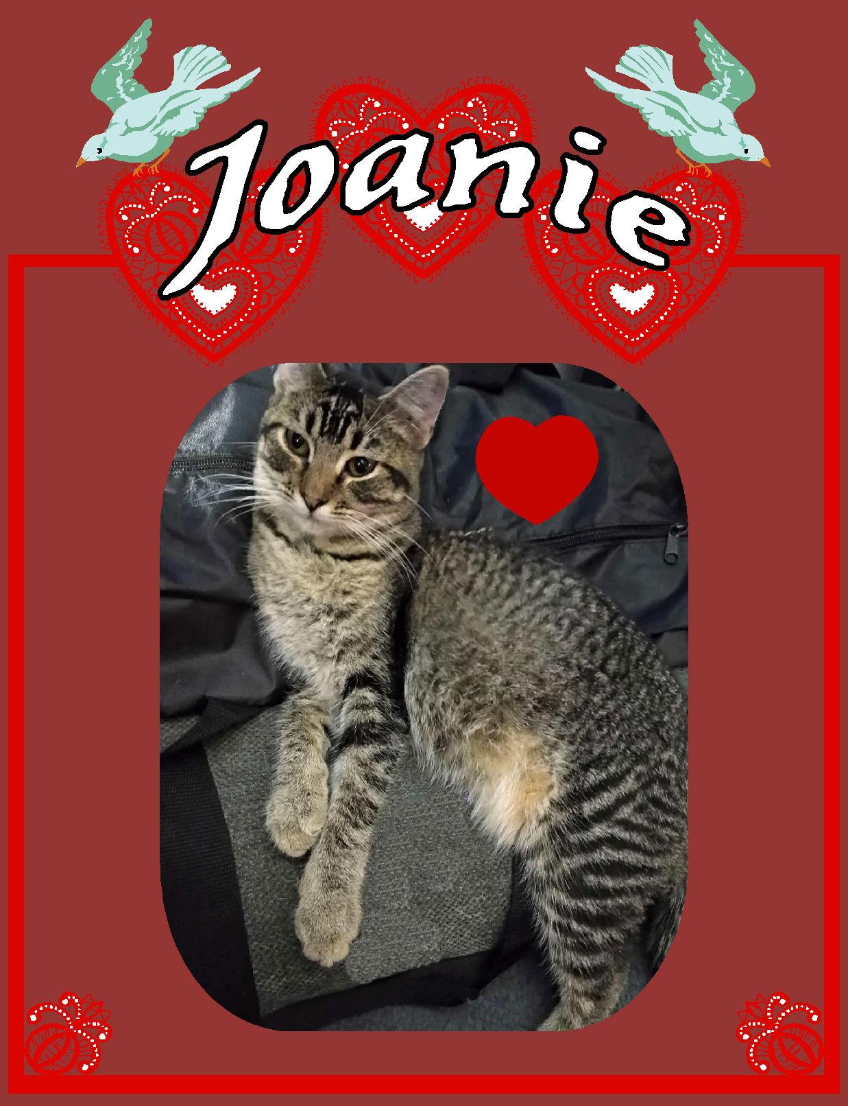 Enlarge Joanie, a Adoptable Tabby in Piedmont, MO image 1/3