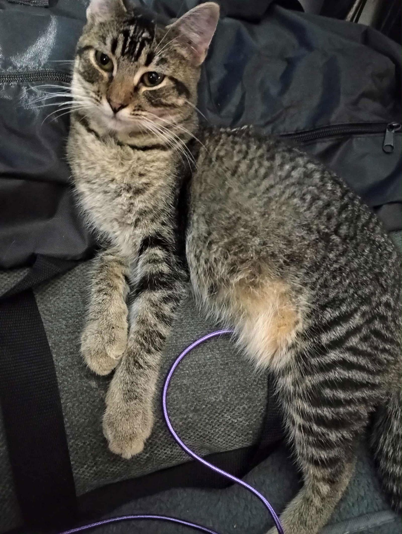 Joanie, Adoptable, Kitten Female Tabby.